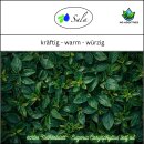 Sala Nelkenblätteröl Aroma ätherisches Nelkenöl Gewürznelke naturrein 100 ml Glasflasche