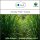 Sala Lemongrass aroma essential oil 100% pure 500 ml glass bottle