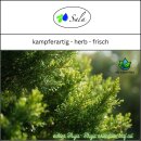 Sala Thuja essential oil 100% pure 100 ml glass bottle
