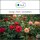 Sala Rose Hydrolate organic 50 ml