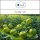 Sala Apple Green perfume oil 100 ml glass bottle