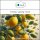 Sala Lemon Aroma essential oil 100% pure organic 10 ml