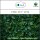 Sala Clove Leaf aroma essential oil 100% pure 10 ml