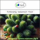 Sala Zypressenöl Aroma ätherisches Öl naturrein BIO 5 ml