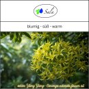 Sala Ylang Ylang essential oil I 100% pure organic 10 ml