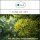 Sala Ylang Ylang essential oil I 100% pure organic 10 ml