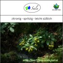 Sala Litsea Cubeba ätherisches Öl naturrein 500 ml Glasflasche