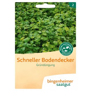 Bingenheimer Saatgut Gründüngung Schneller Bodendecker bio für ca. 15 m²