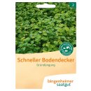 Bingenheimer Seeds Green Manure Fast ground Cover organic...